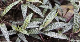 Silver Squill — Ledebouria socialis- 0.5L- Established Bulb Division - The Plant Warehouse NZ