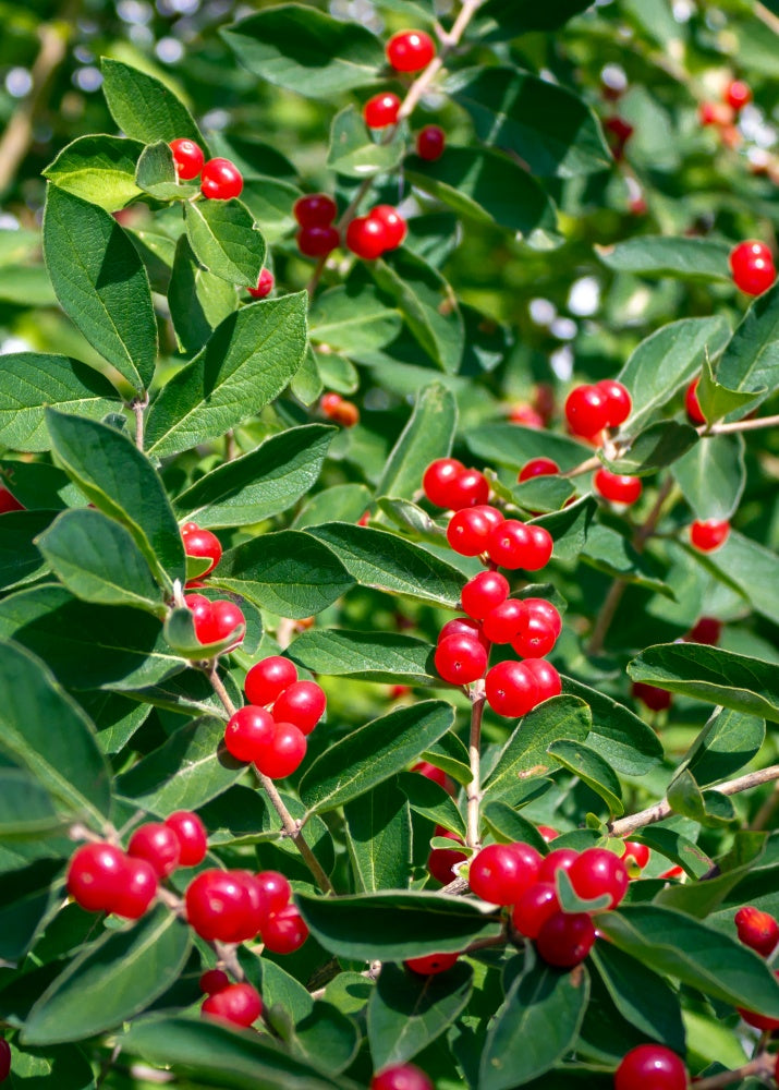 Red Currant — Ribes rubrum / XL 21L (Established) - The Plant Warehouse NZ